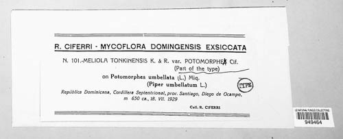 Appendiculella tonkinensis image